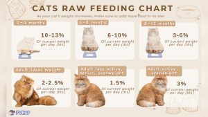 How Much Dry Food Should a Cat Eat a Day