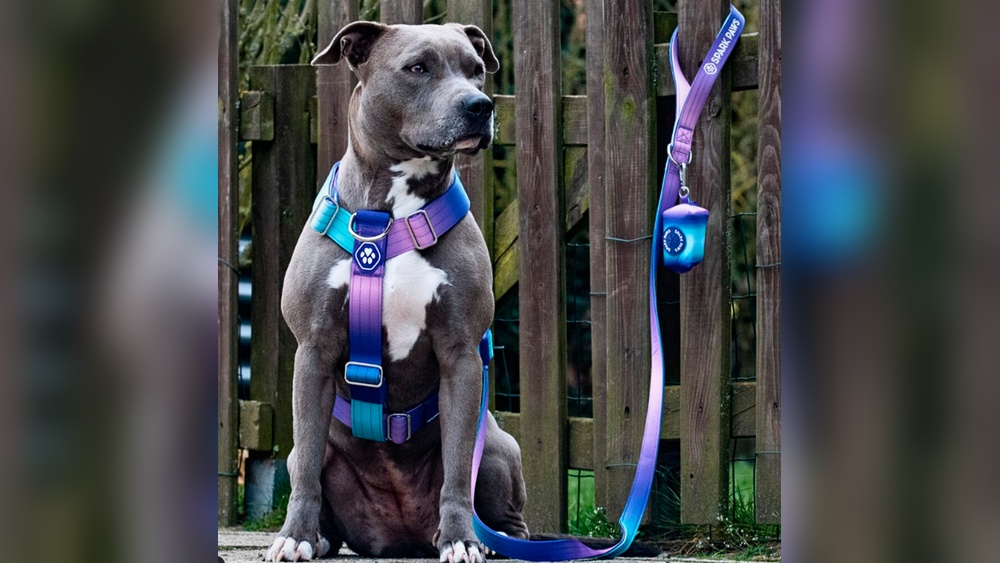 Best Harness for Dogs Who Pull