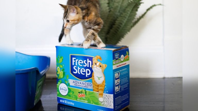 Best Kitty Litter for Smell
