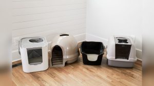 Best Litter Box for Odor Control