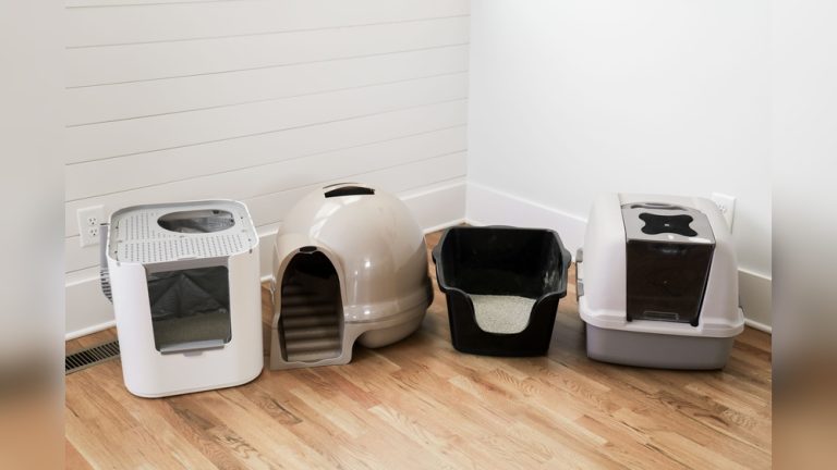 Best Litter Box for Odor Control