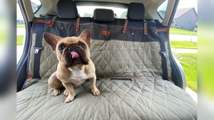 Best Rear Seat Protector for Dogs