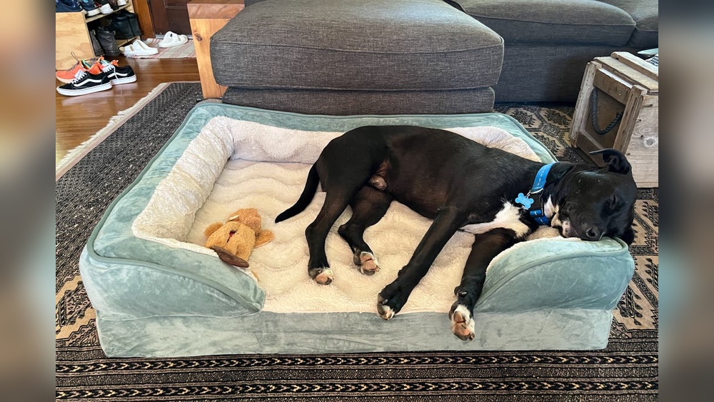Big Dog Dog Beds