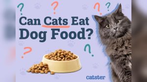 Can Cats Eat Wet Dog Food