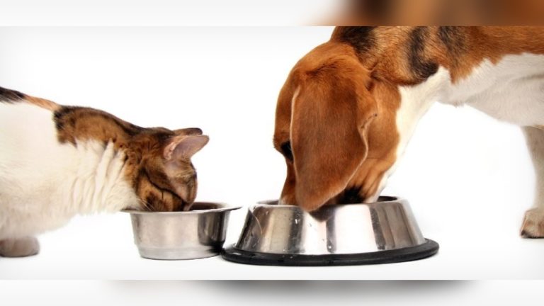Can Dogs Eat Dry Cat Food​: Risks, Benefits, and Expert Tips