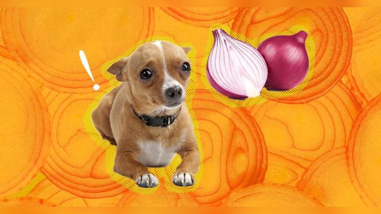 Can Dogs Eat Food With Onions