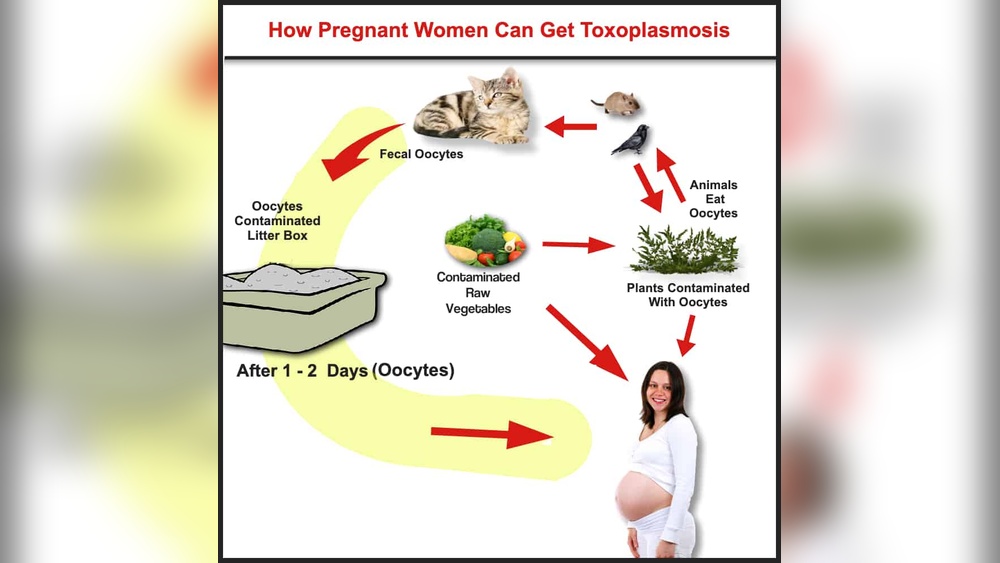 Cat Litter in Pregnancy