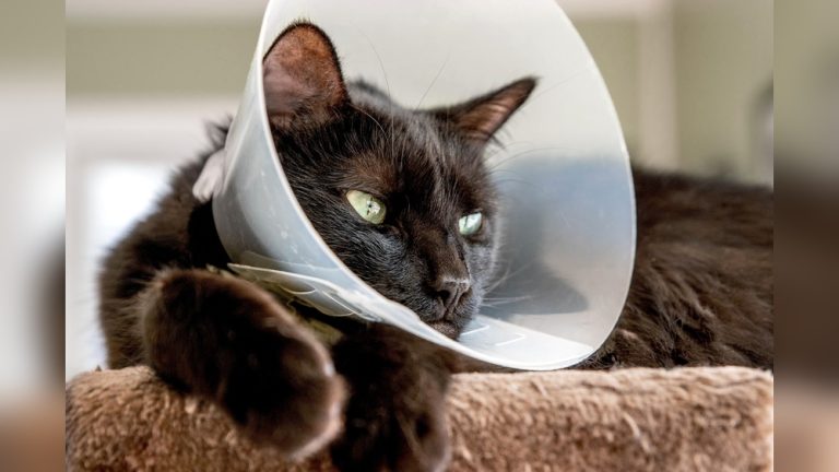 Cat Vet Collar Cone