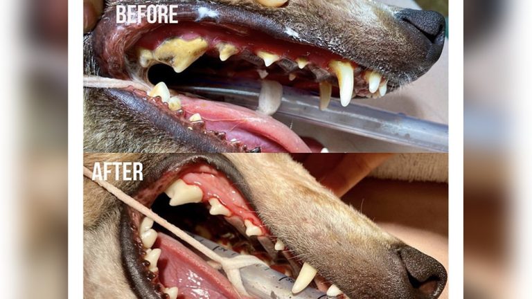 Dental Care for Dogs Teeth