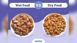 Dry Food Or Wet for Cats
