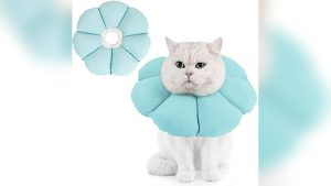 Feline Elizabethan Collar