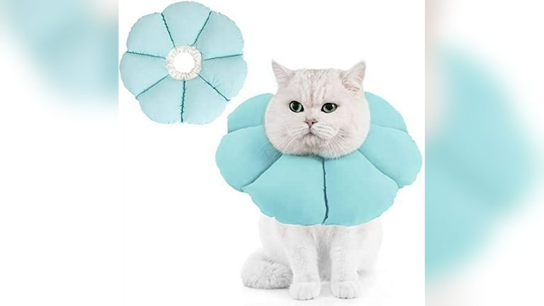 Feline Elizabethan Collar