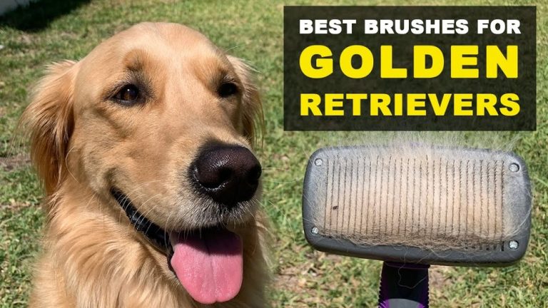 Good Brush for Golden Retriever