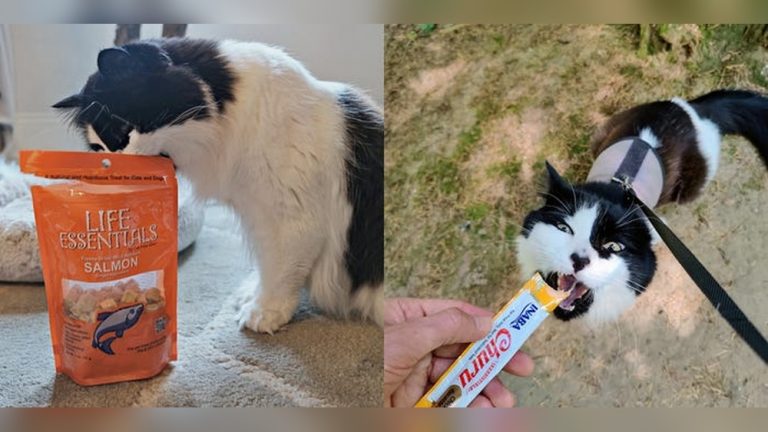 Good Treats for Cats