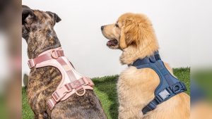 How Do You Put a Harness on a Dog
