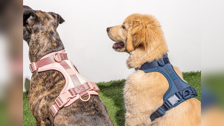 How Do You Put a Harness on a Dog