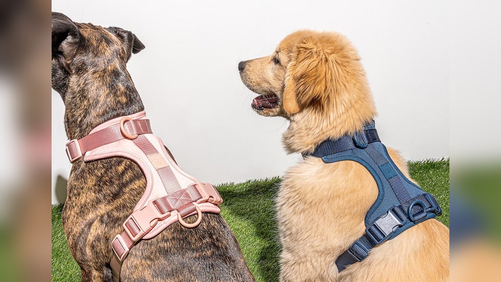 How Do You Put a Harness on a Dog