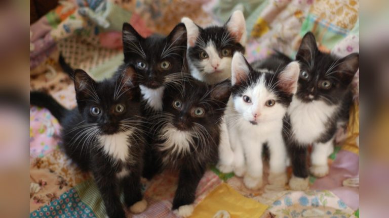 How Many Cats in a Litter