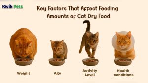 How Much Dry Food to Feed Cat