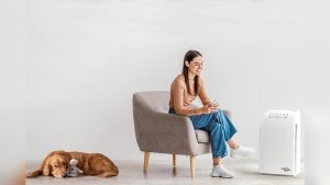 How to Eliminate Dog Odor from House