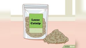 How to Give a Cat Catnip