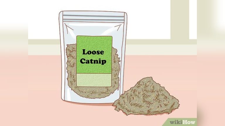 How to Give a Cat Catnip