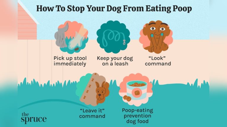 How to Stop Dog from Eating Poop