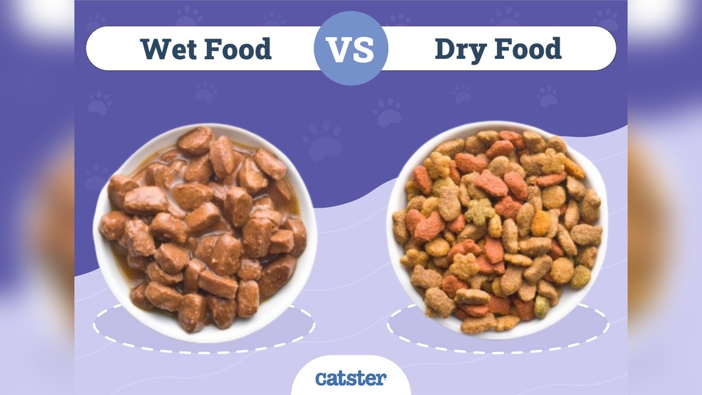 Is Wet Food Better for Cats