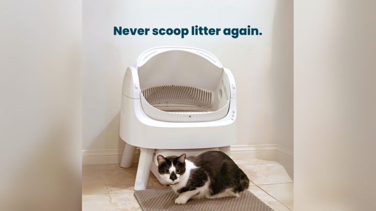 Kitty Litter Box That is Self Cleaning