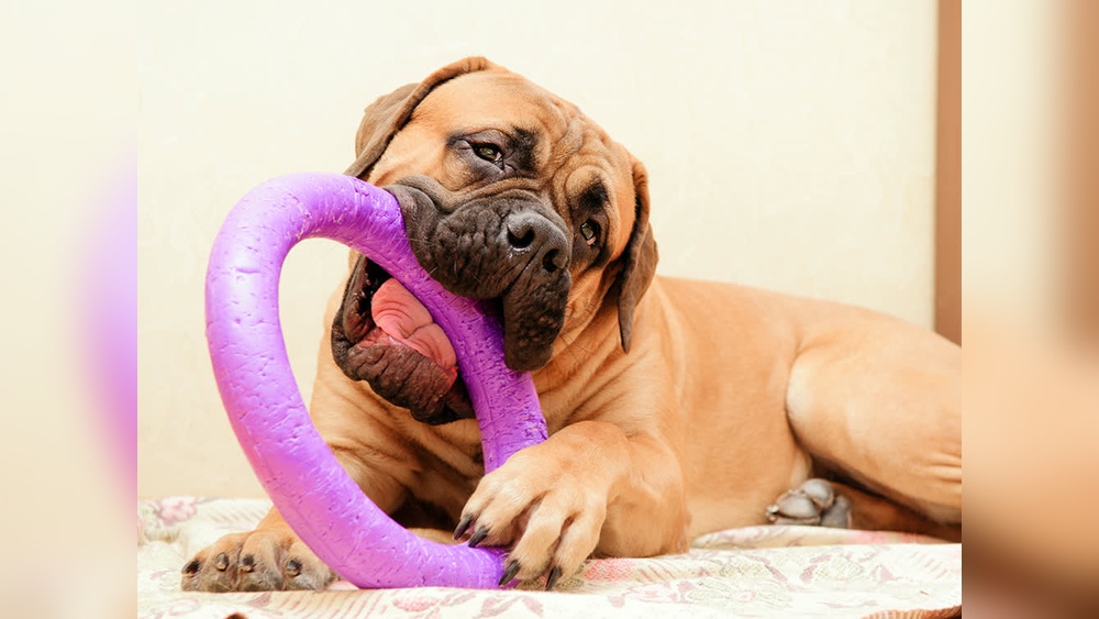 Power Chewer Dog Toys