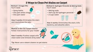 Remove Pet Stains Carpet