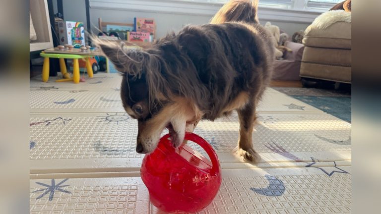 Toys to Stimulate Dogs Mind