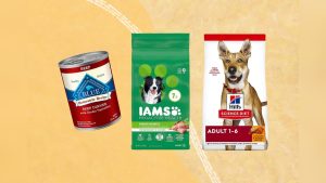 What is the Top Rated Dog Food