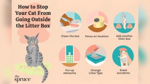 Why are My Cats Pooping Outside the Litter Box