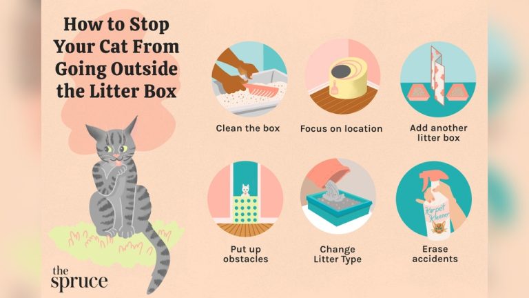 Why are My Cats Pooping Outside the Litter Box