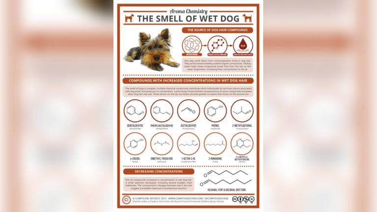 Why Do Dogs Smell When Wet