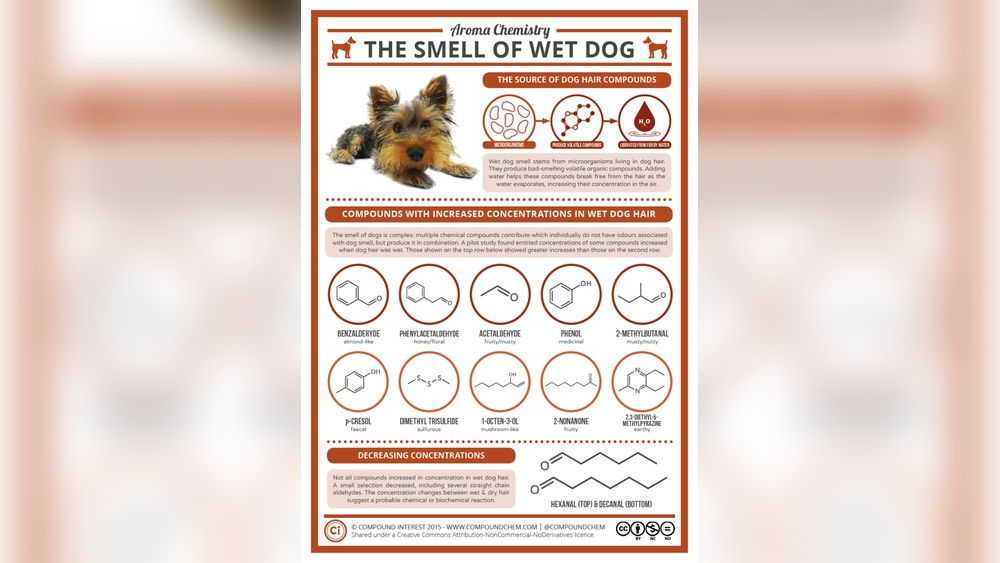 Why Do Dogs Smell When Wet